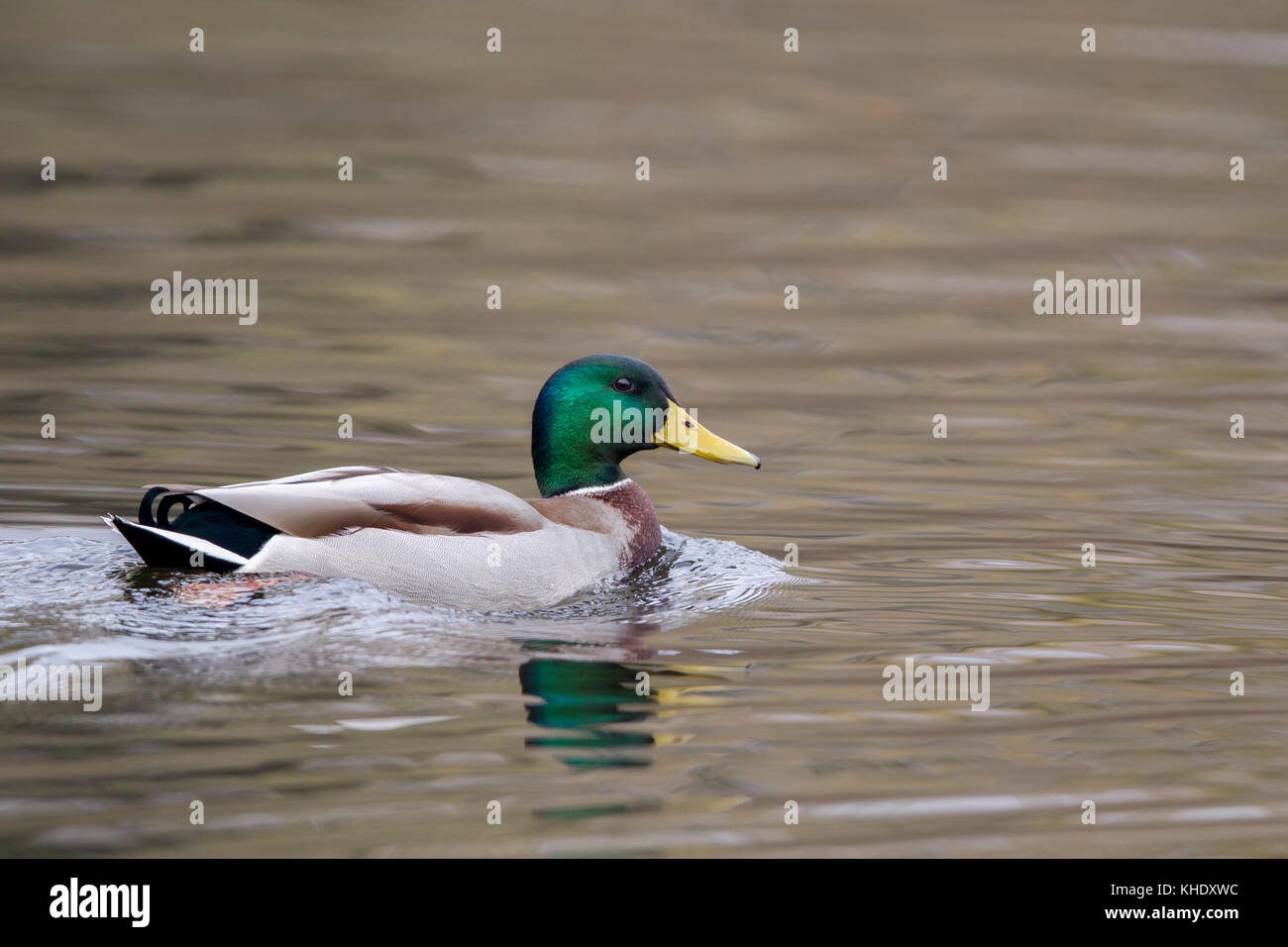 Mallard (Anas platyrhynchos) swimming in a lake in the nature reserve Moenchbruch near Frankfurt, Germany. Stock Photo