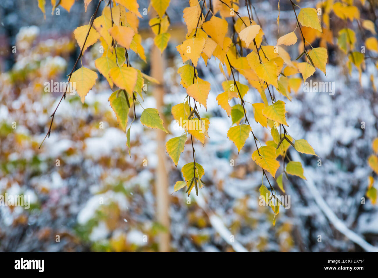Branch with yellow autumn leaves of a birch on a blurred background of the first snow. Stock Photo