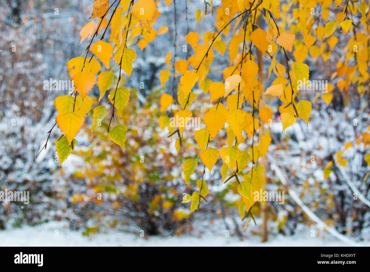Branch with yellow autumn leaves of a birch on a blurred background of ...