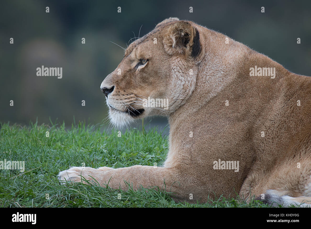 A close up half length portrait in profile of a lioness lying on grass staring to the left in an alert inquisitive way Stock Photo