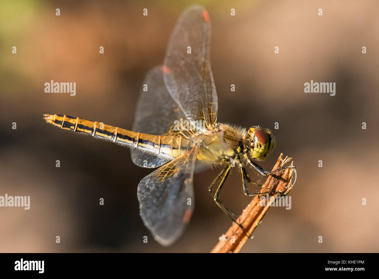 Insect dragonfly sitting on a branch in the sunlight closeup Stock ...