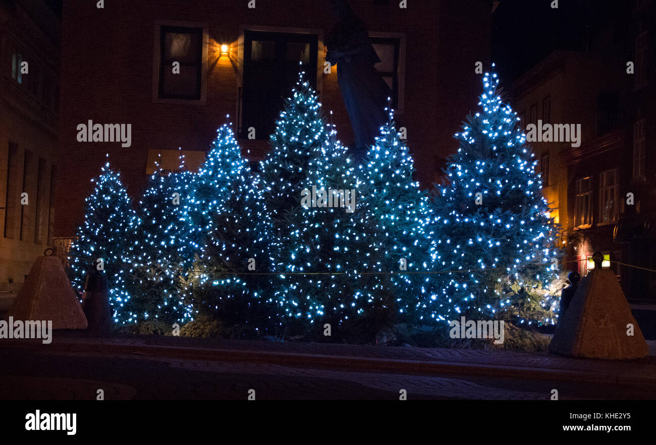 Group of illuminated with blue lights Christmas trees outdoor on a winter evening Stock Image