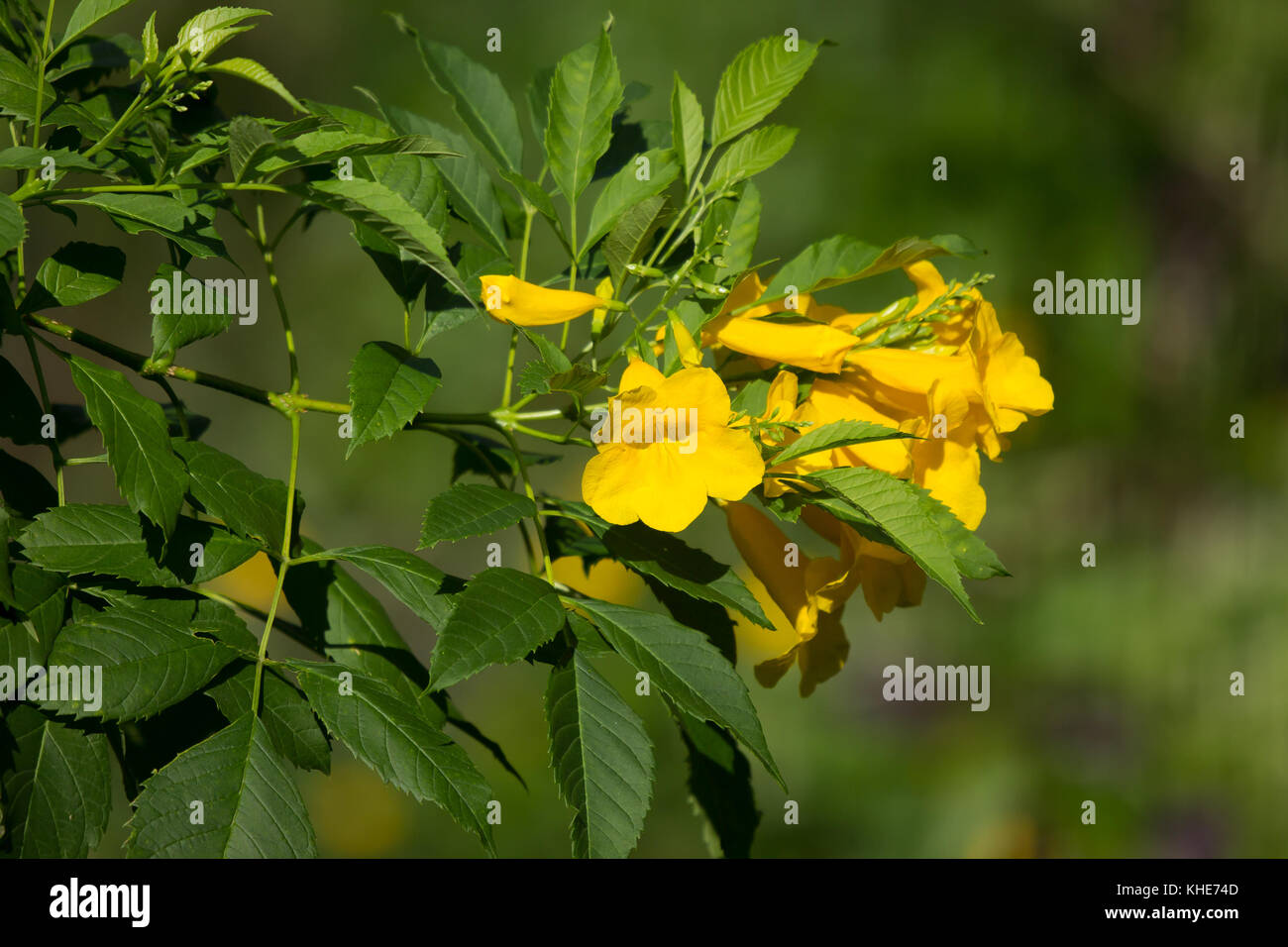 Close up of Yellow flower, Yellow elder, Yellow bells, or Trumpetflower