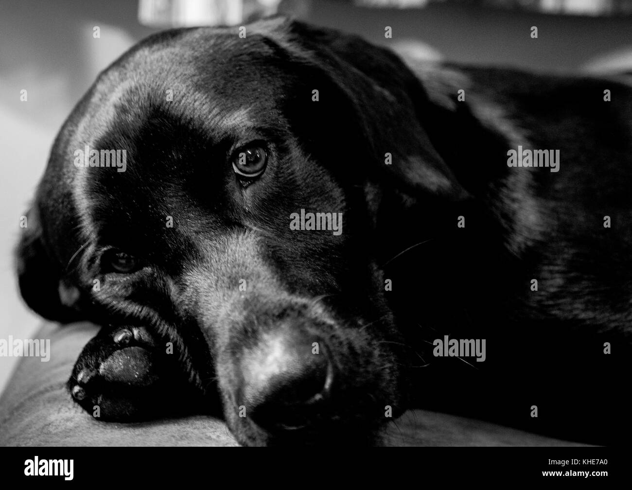 Black labrador close up Stock Photo Alamy