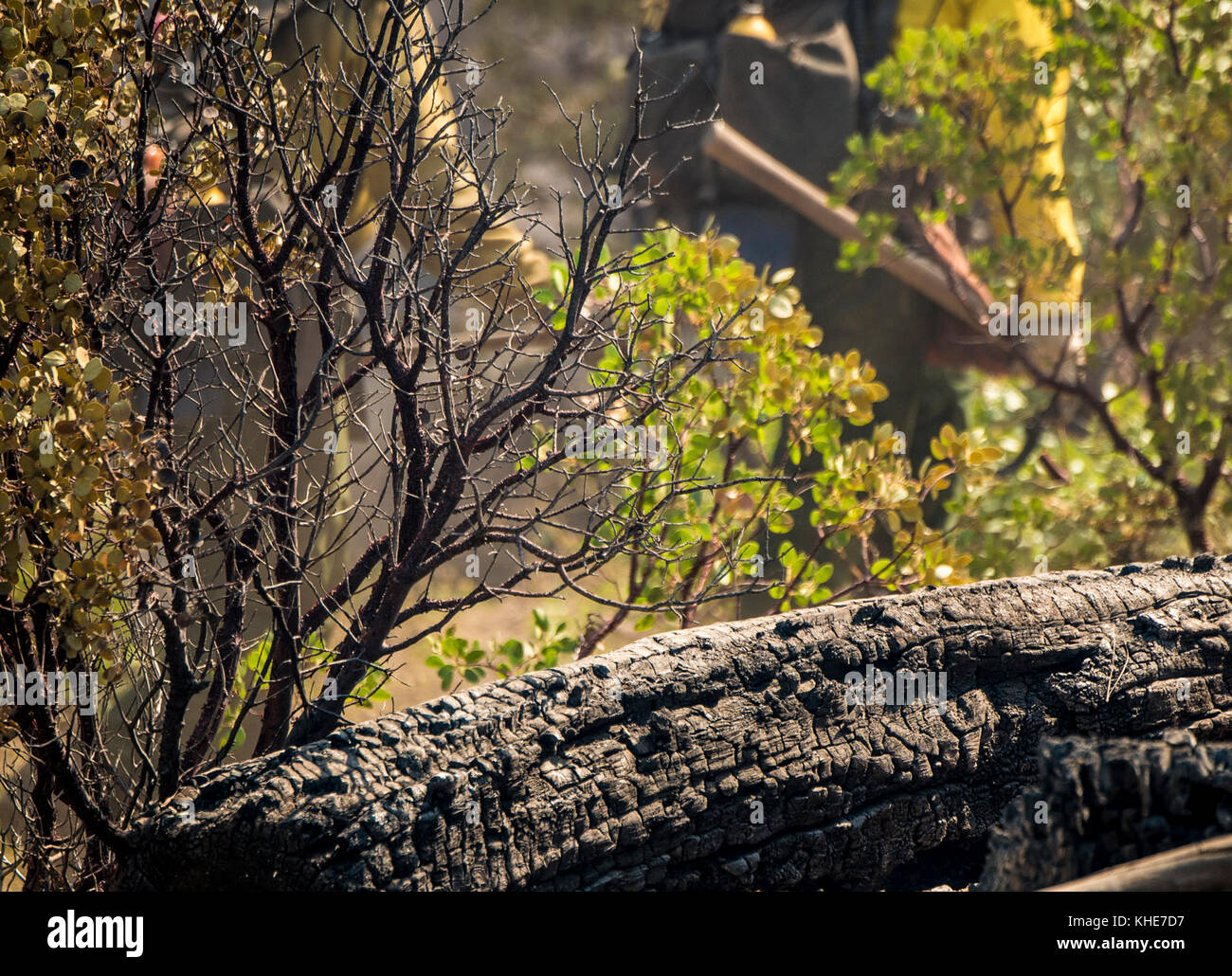 U.S. Department of Agriculture (USDA) Forest Service (FS) Smith River