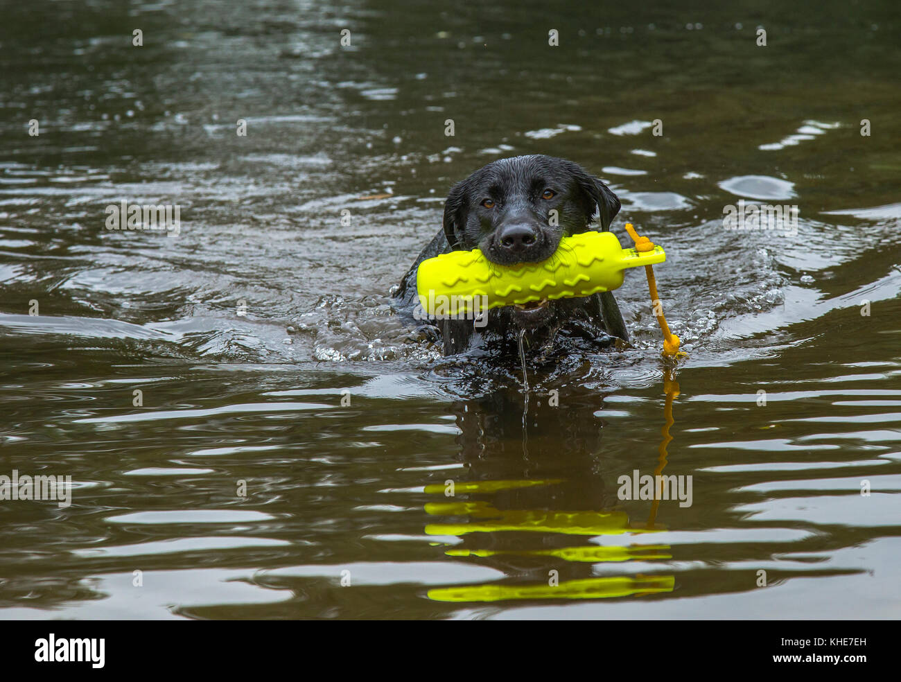 A balck labrador is swimming with a gun dog dummy in his mouth Stock Photo