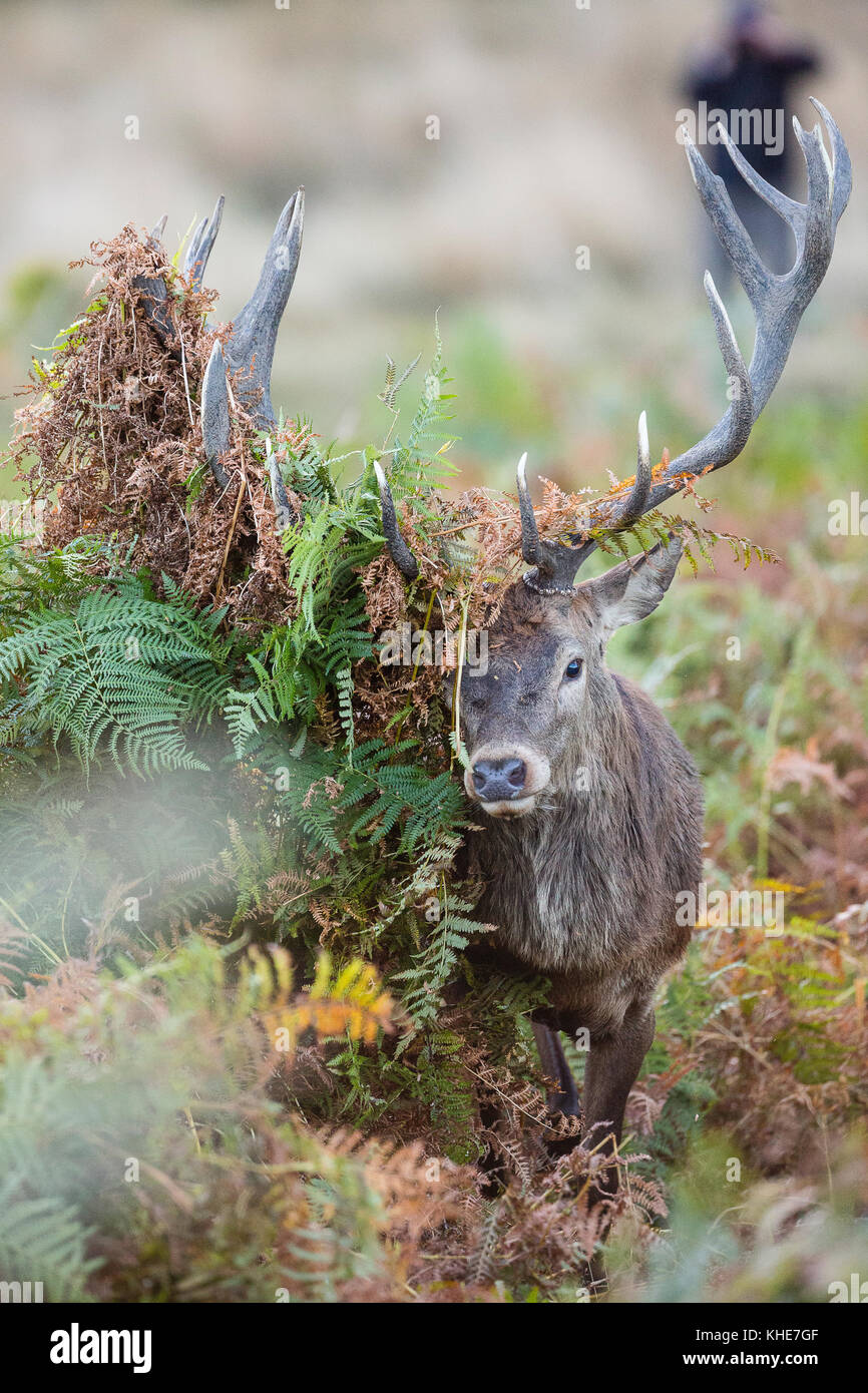 Richmond Park, London. Red deer with very large crown of ferns. Stock Photo