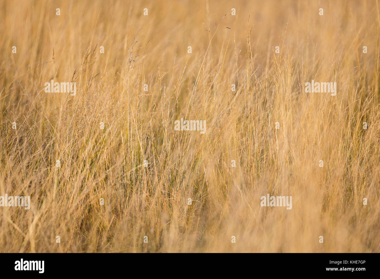 Richmond Park, London. Pale golden grass. Stock Photo