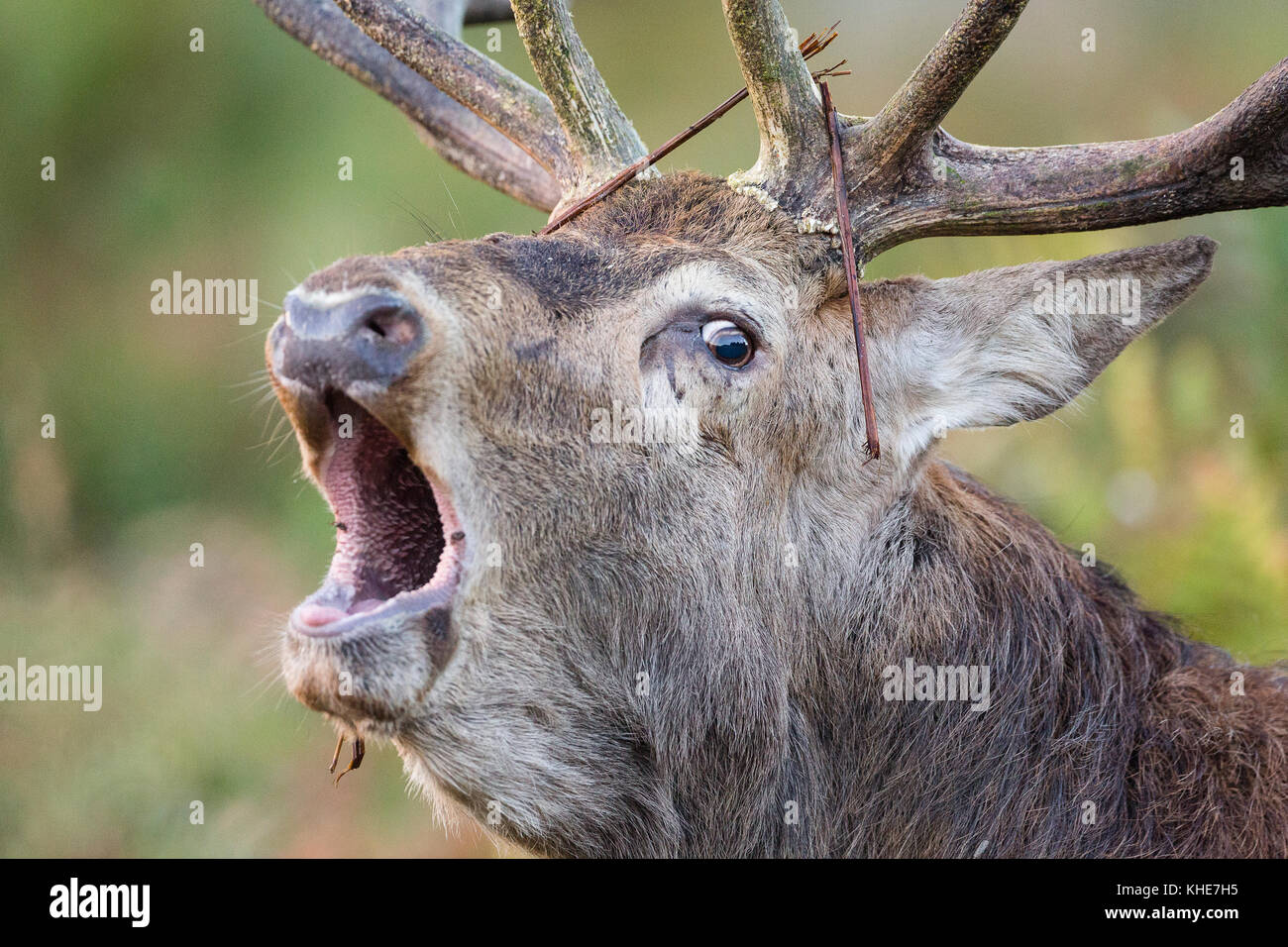 Richmond Park, London. Close up of large red deer calling. Stock Photo