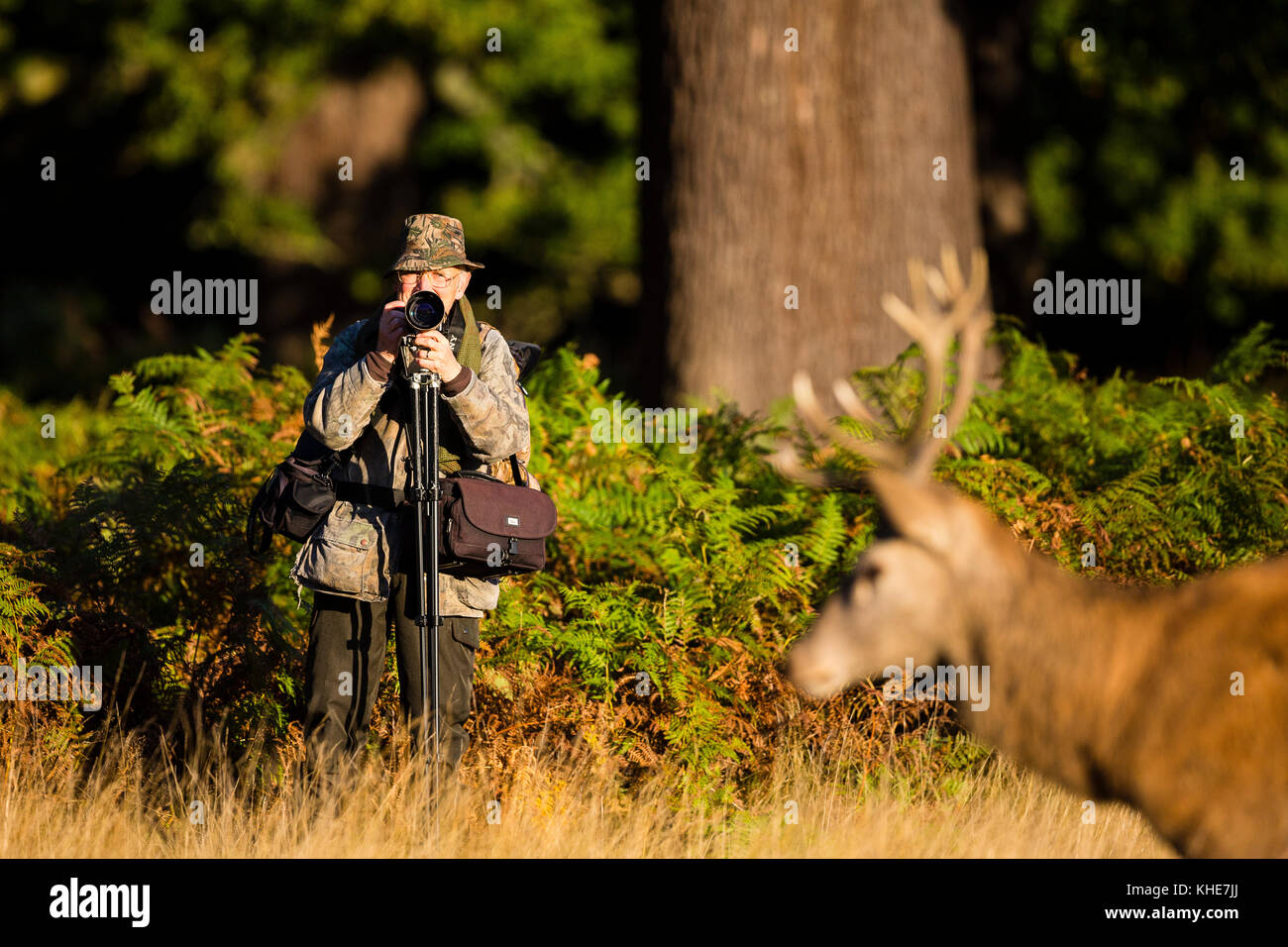 Richmond Park, London. An older male photographer watching a male deer walk past. Stock Photo