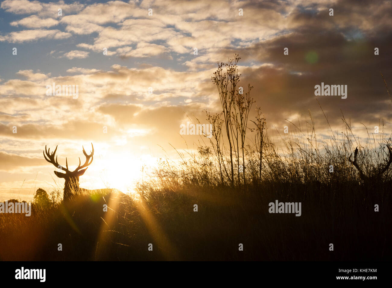 Richmond Park, London. Red deer against rising sun. Stock Photo
