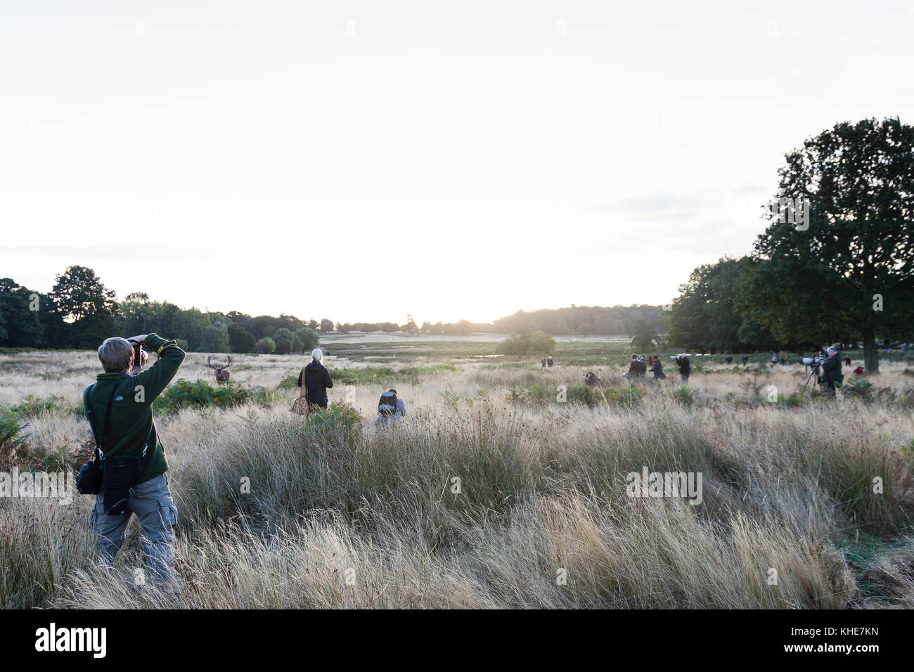 Richmond Park, London. Large number of photographers watching red deer at sunrise. Stock Photo