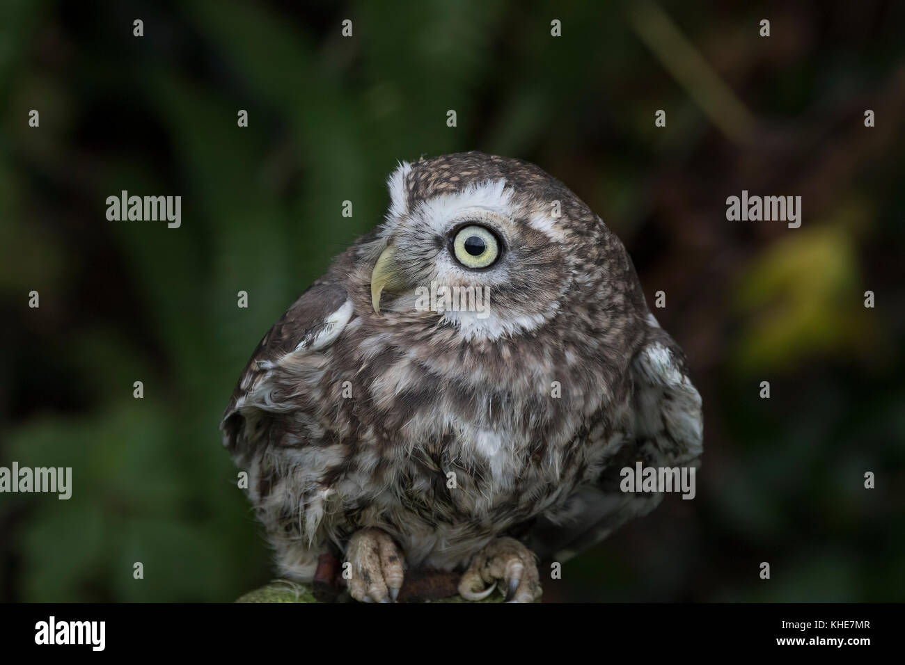 little owl, Athene noctua, close up portrait displaying expression of face and body perched near a hedgerow in Devon, England during autumn. Stock Photo