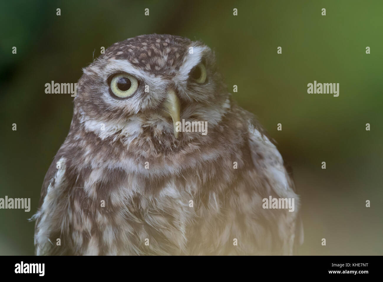 little owl, Athene noctua, close up portrait displaying expression of face and body perched near a hedgerow in Devon, England during autumn. Stock Photo