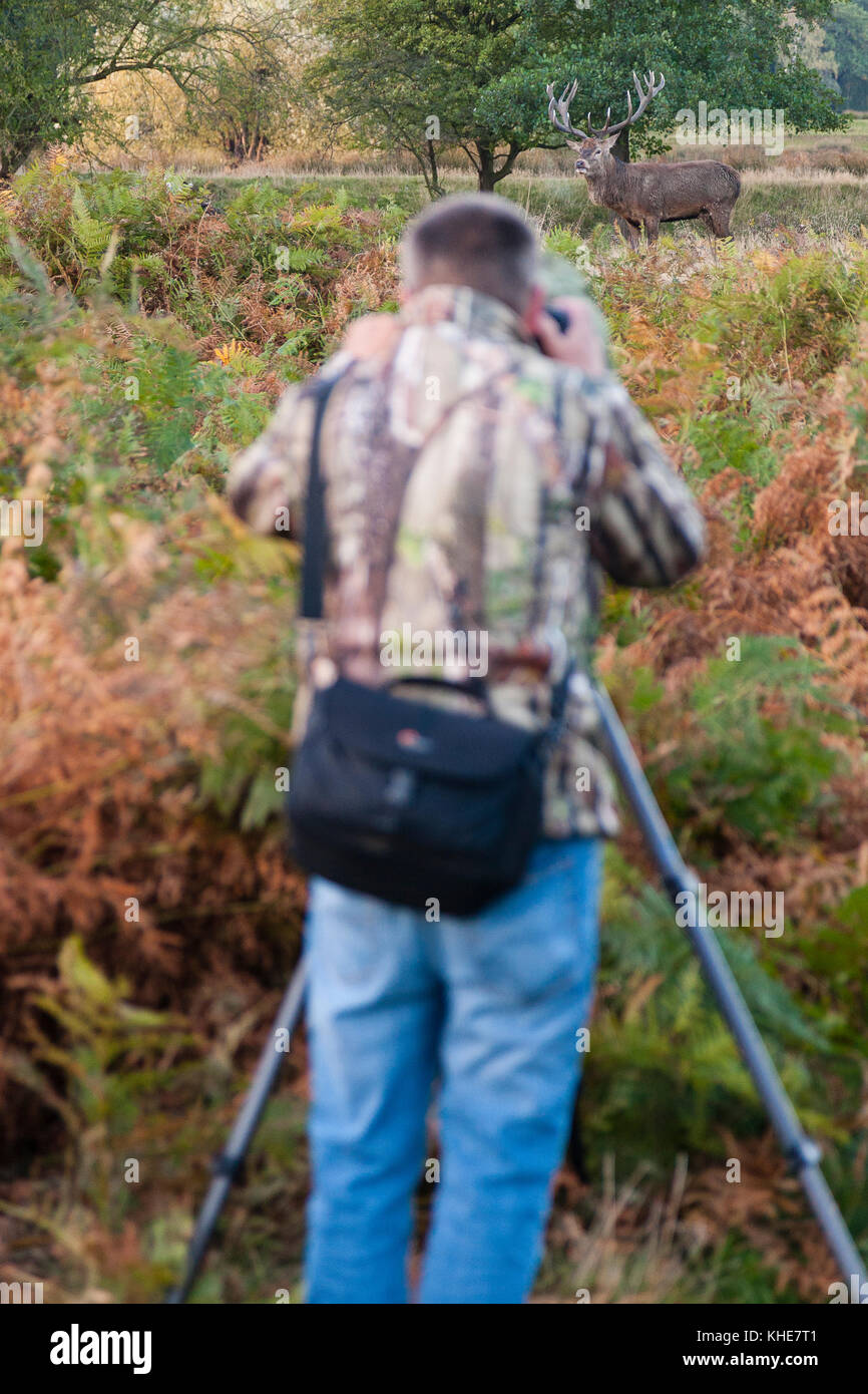 Richmond Park, London. Male photographer taking photographs of male red deer stag with large professional camera on tripod. Stock Photo