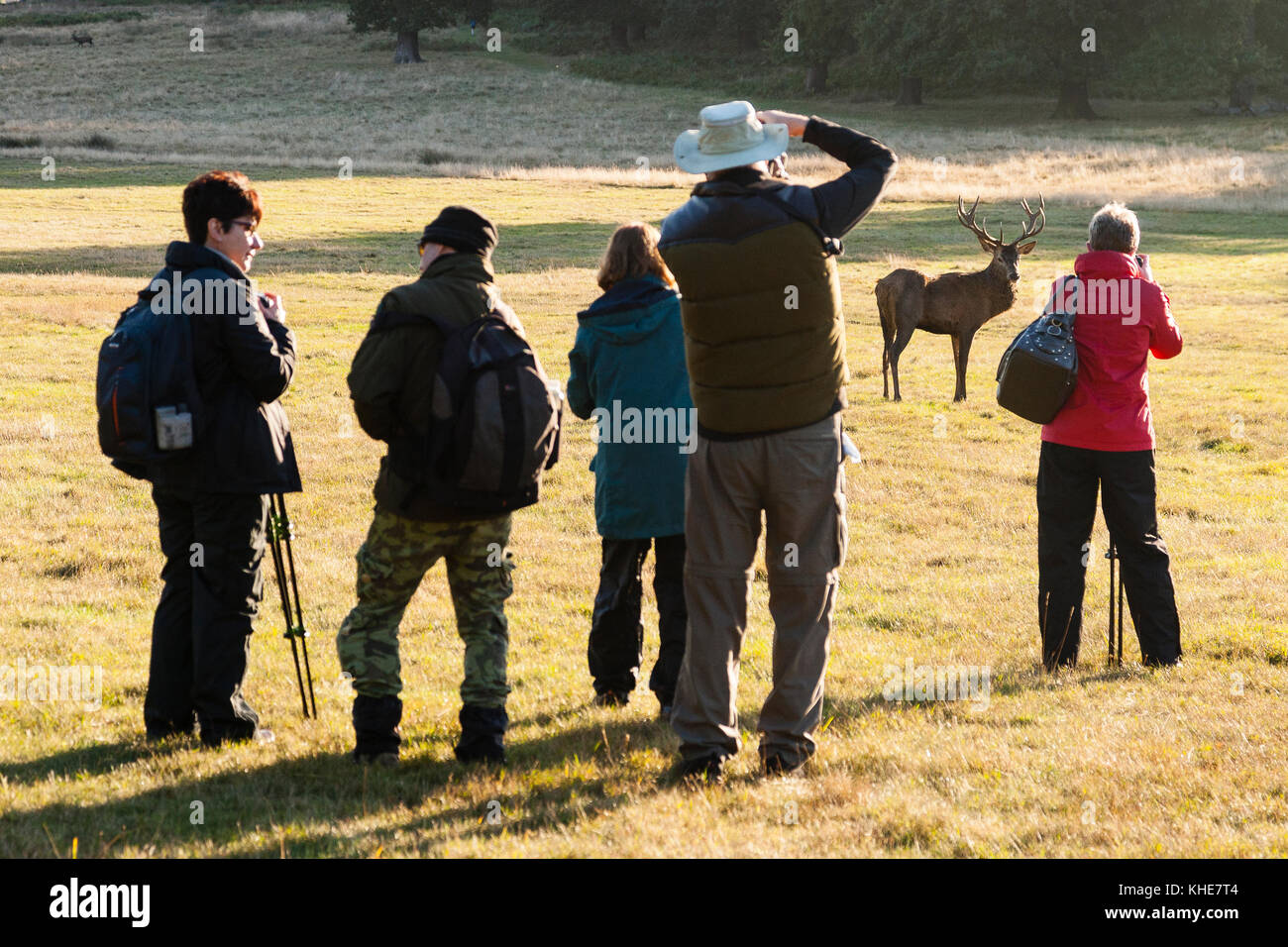 Richmond Park, London. Group of photographers watching red deer stag at sunrise. Stock Photo
