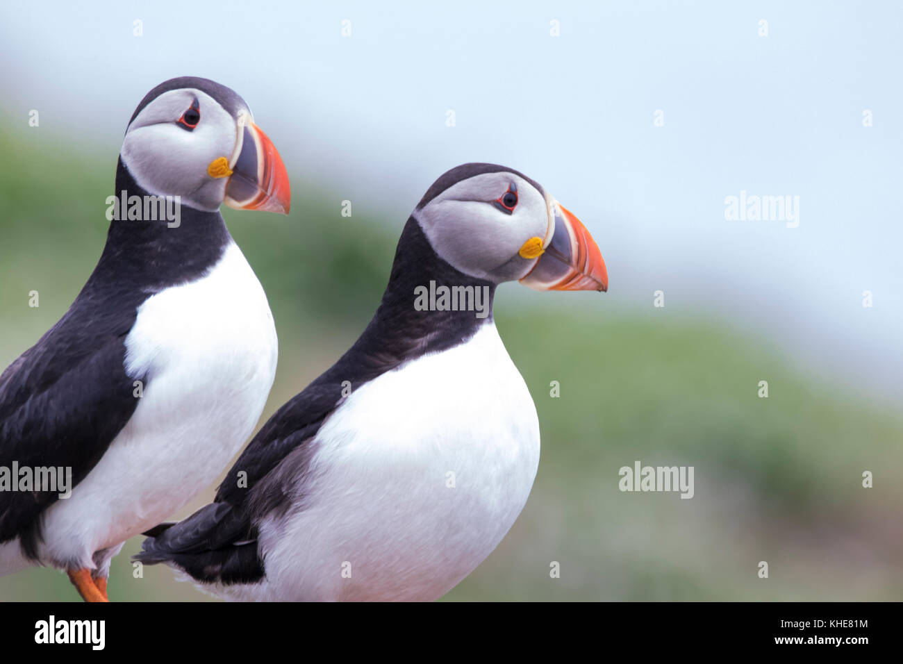 puffin, Fratercula, close up portraits on the isle of may, scotland with colourful beak, fish, flying Stock Photo