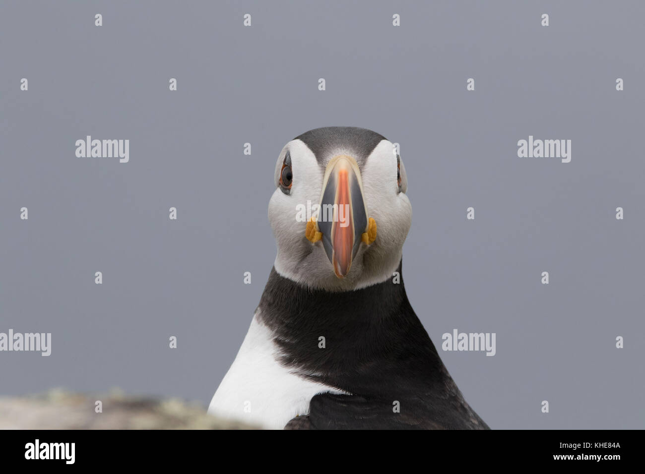 puffin, Fratercula, close up portraits on the isle of may, scotland with colourful beak, fish, flying Stock Photo