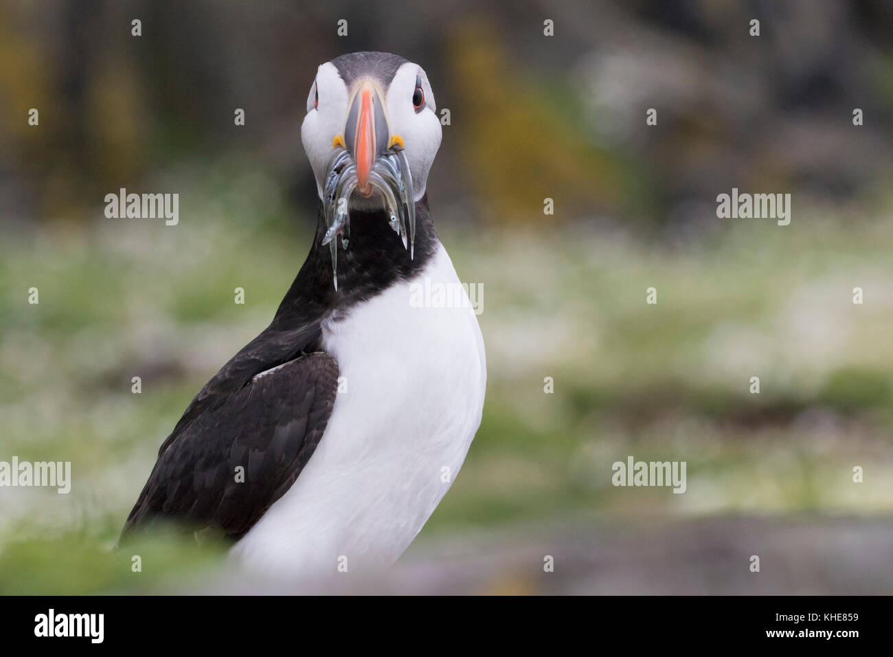 puffin, Fratercula, close up portraits on the isle of may, scotland with colourful beak, fish, flying Stock Photo