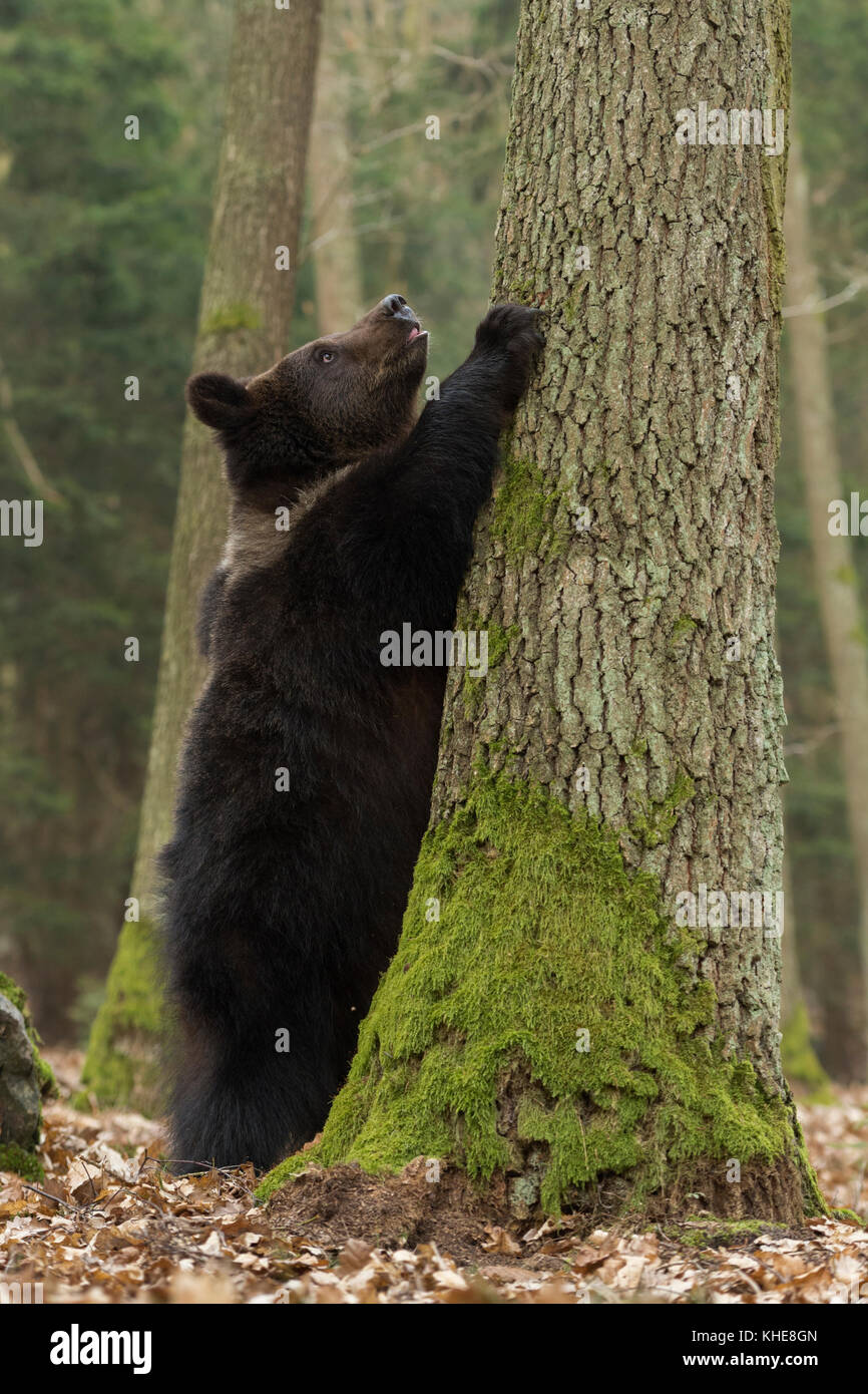 European Brown Bear ( Ursus arctos ), playful cub, standing on hind legs, holding, watching up a tree, exploring its surrounding, looks funny, Europe. Stock Photo