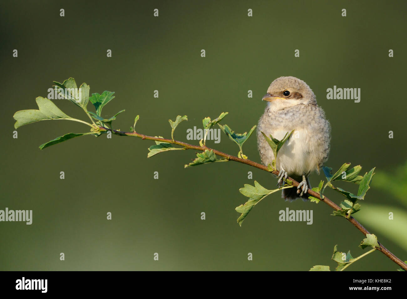 Red-backed shrike (Lanius collurio), young adolescent, perched on top of a bush, typical hedgerow bird, endangered species, wildlife, Europe. Stock Photo