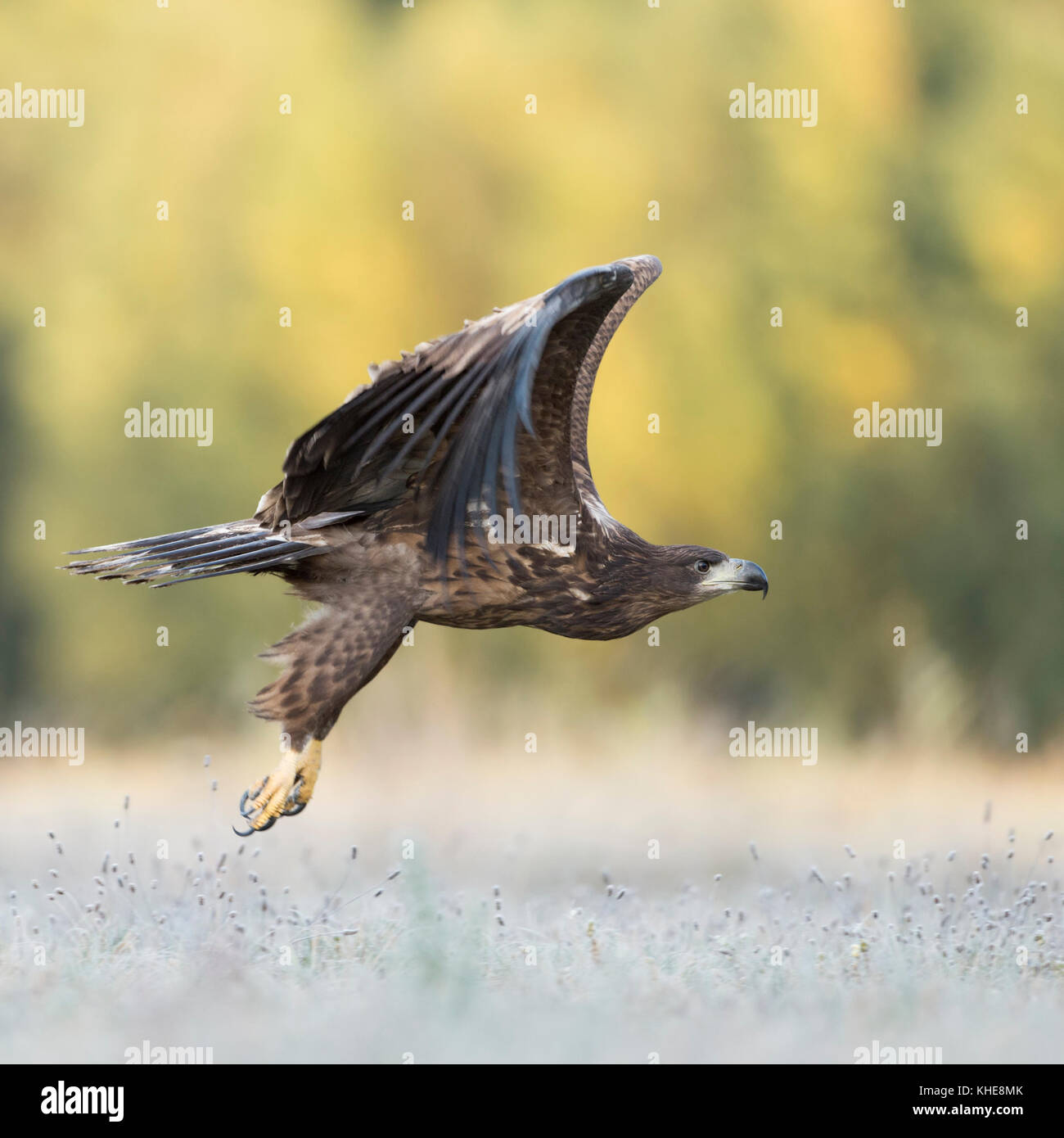 White-tailed Eagle / Sea Eagle ( Haliaeetus albicilla ) juvenile, taking off, flying away, leaving a meadow, close above ground, side view, Europe. Stock Photo
