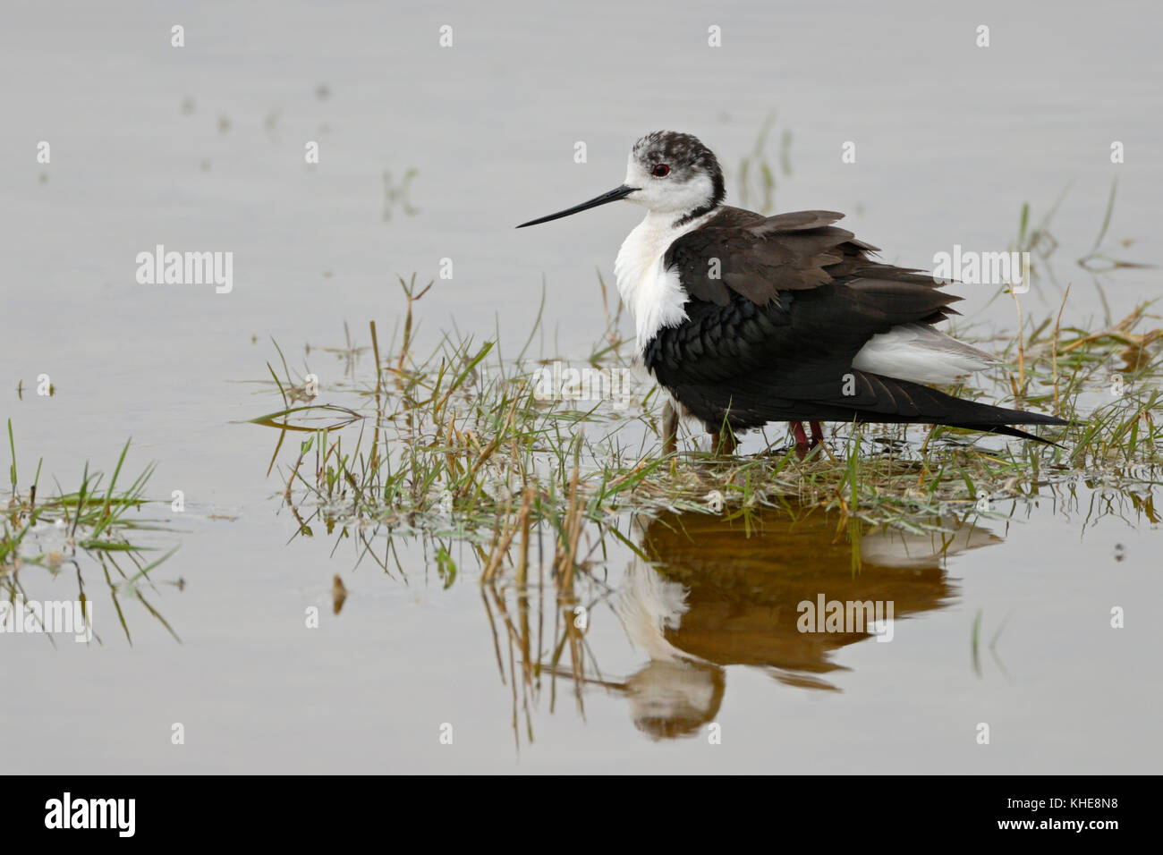 Black-winged Stilt ( Himantopus himantopus ), crouching adult, protecting, gathering chicks under its body, plumage, looks funny, Europe. Stock Photo