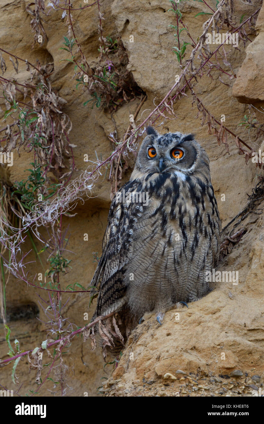 Eurasian Eagle Owl ( Bubo bubo ), young bird, resting in a sand cliff, watching attentively, bright orange eyes, nice colours, wildlife, Europe. Stock Photo