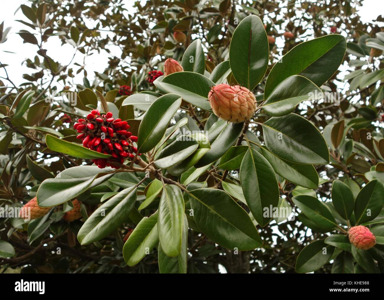Magnolia tree leaves, seed pods and red seeds in Florida, USA Stock Photo