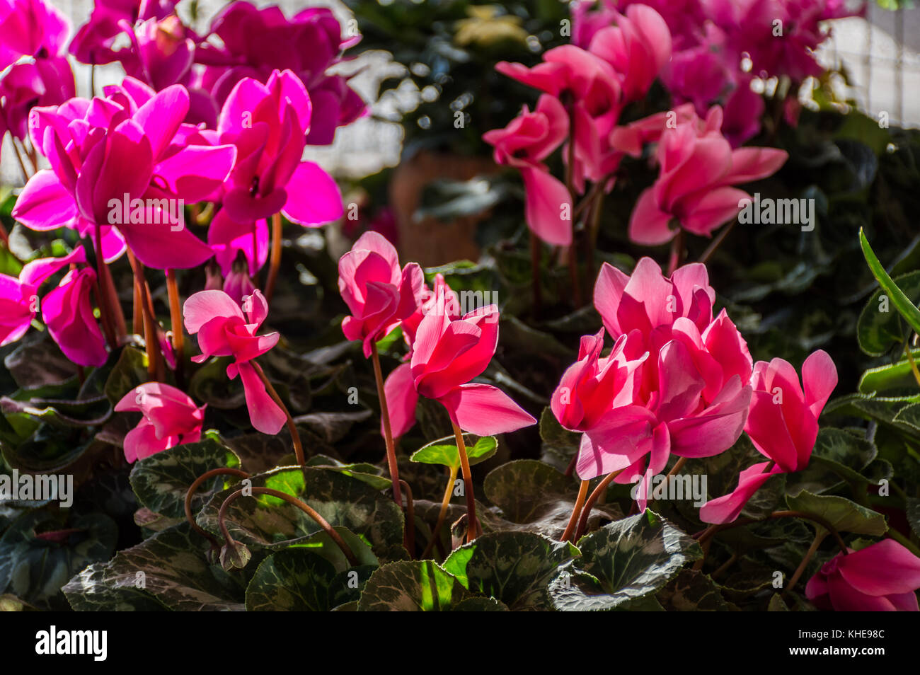 Cyclamen buds greenhouse hires stock photography and images Alamy