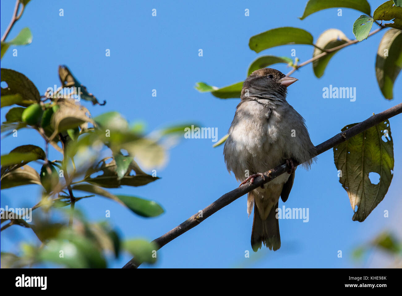 Female Sind Sparrow Sitting on Branch Stock Photo
