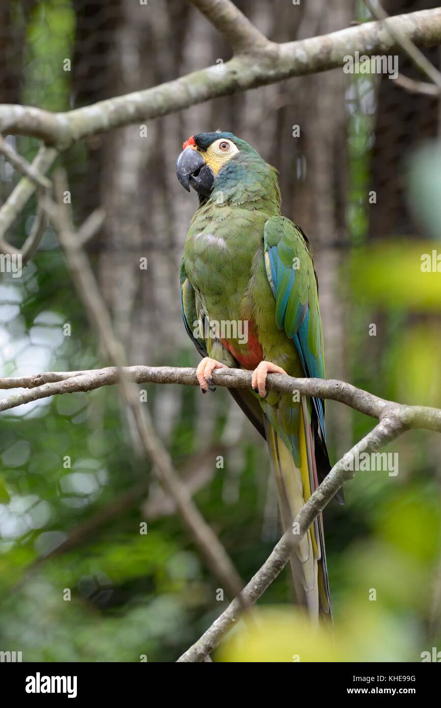 Miniature macaw hires stock photography and images Alamy