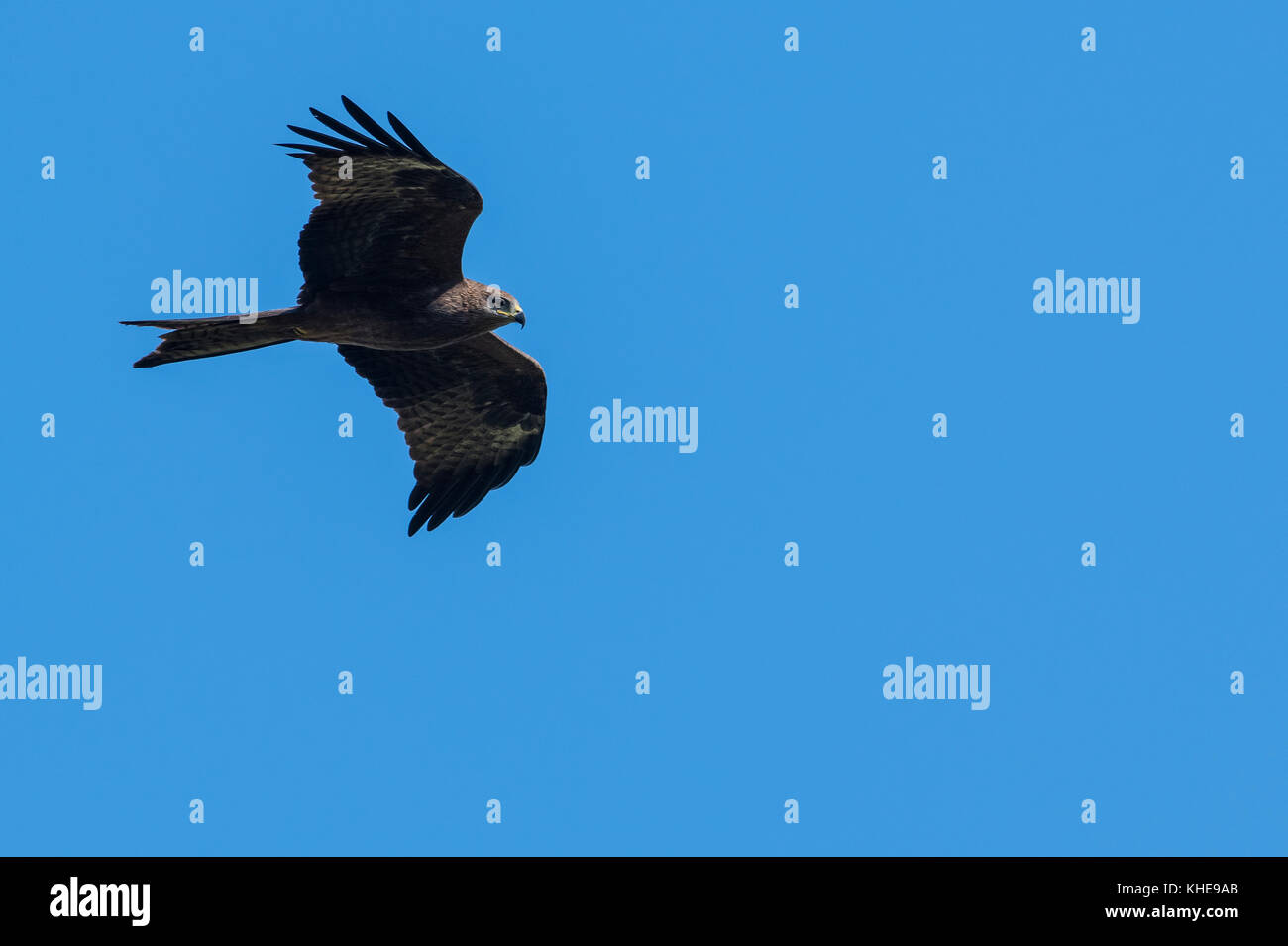 Himalayan black kite searching for prey Stock Photo