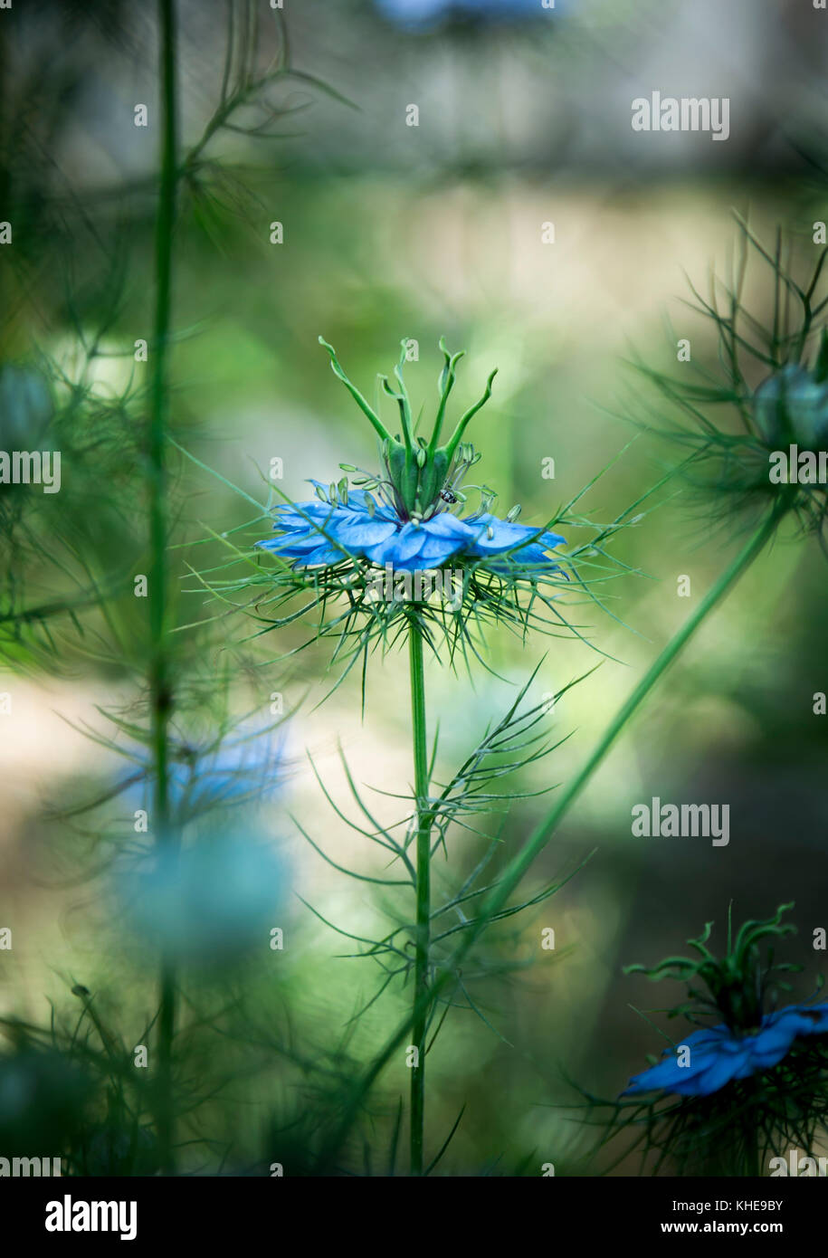 Blue Nigella isolated on a Blurry Backround Stock Photo