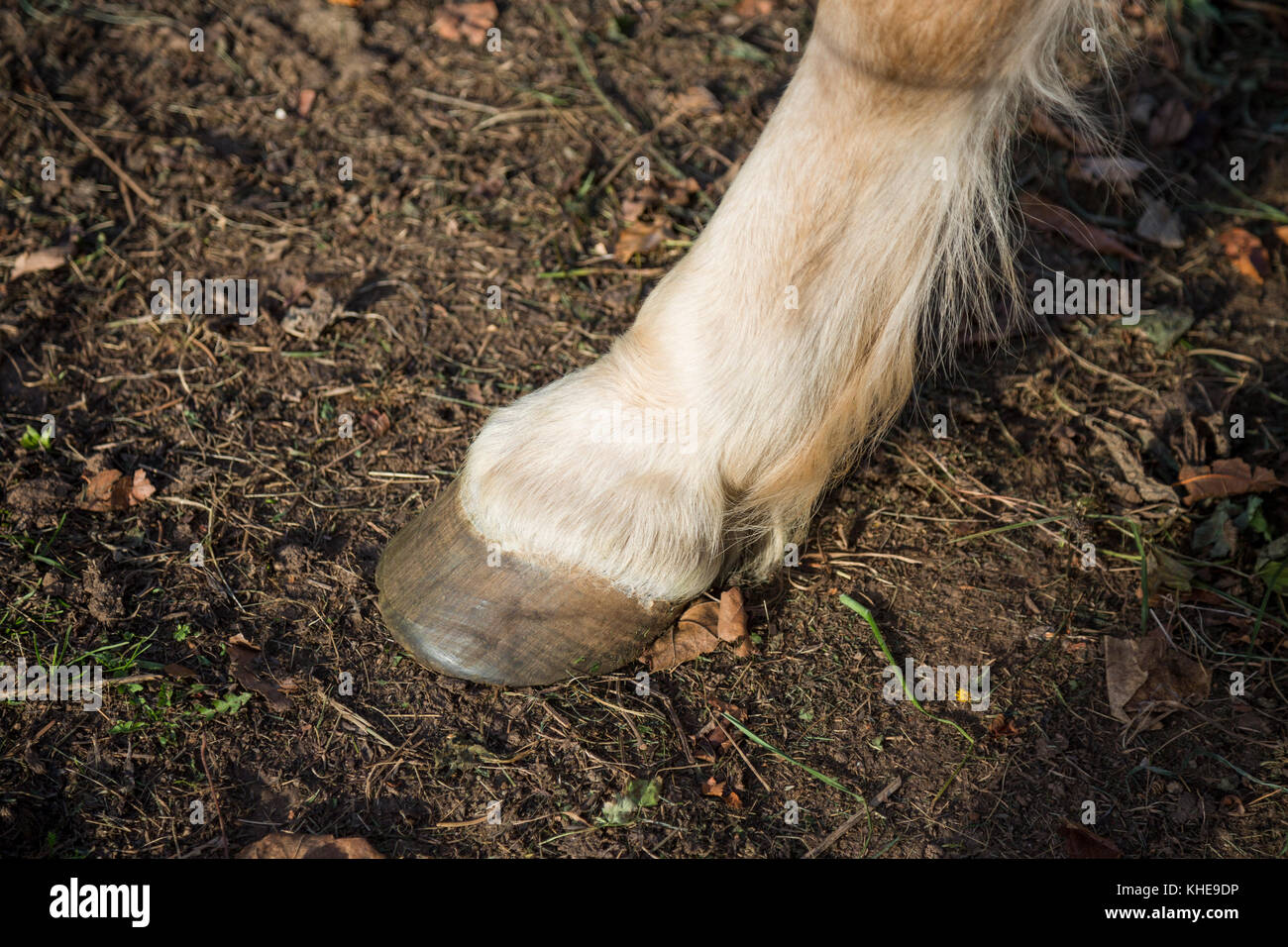 Broun horse front left leg close up Stock Photo