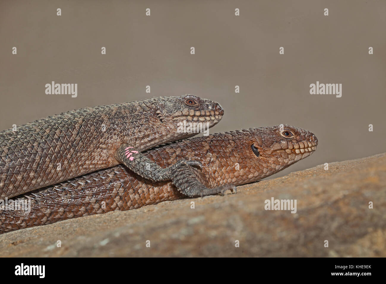 Gidgee Skinks from Central Southern Australia Stock Photo