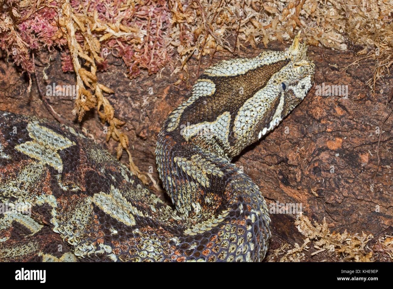 Rhinoceros Viper (Bitis nasicornis Stock Photo - Alamy