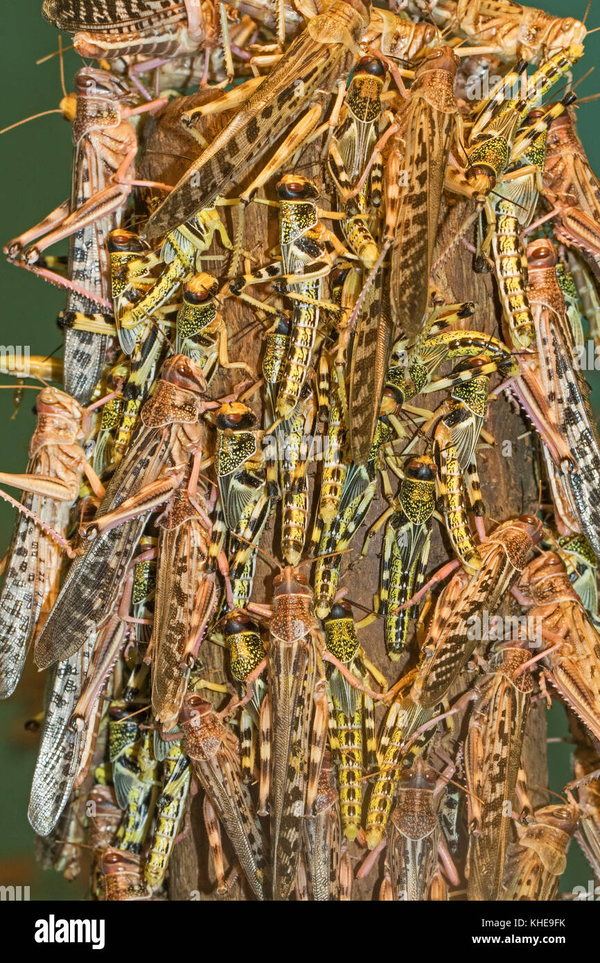 Desert Locusts  congregating on a post Stock Photo