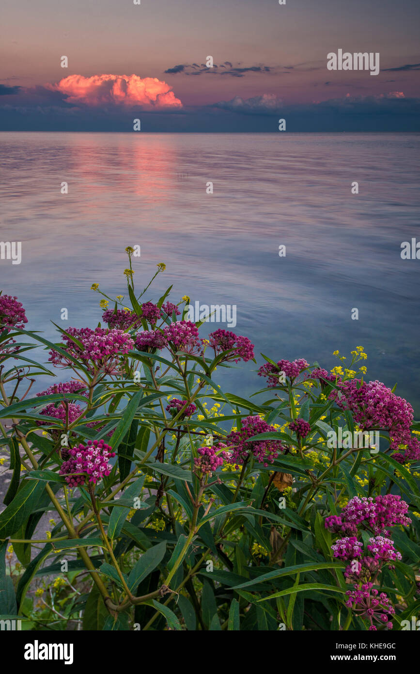 Swamp milkweed on the shoreline of Lake St. Clair in Southeast Michigan, United States, Eastern North America Stock Photo