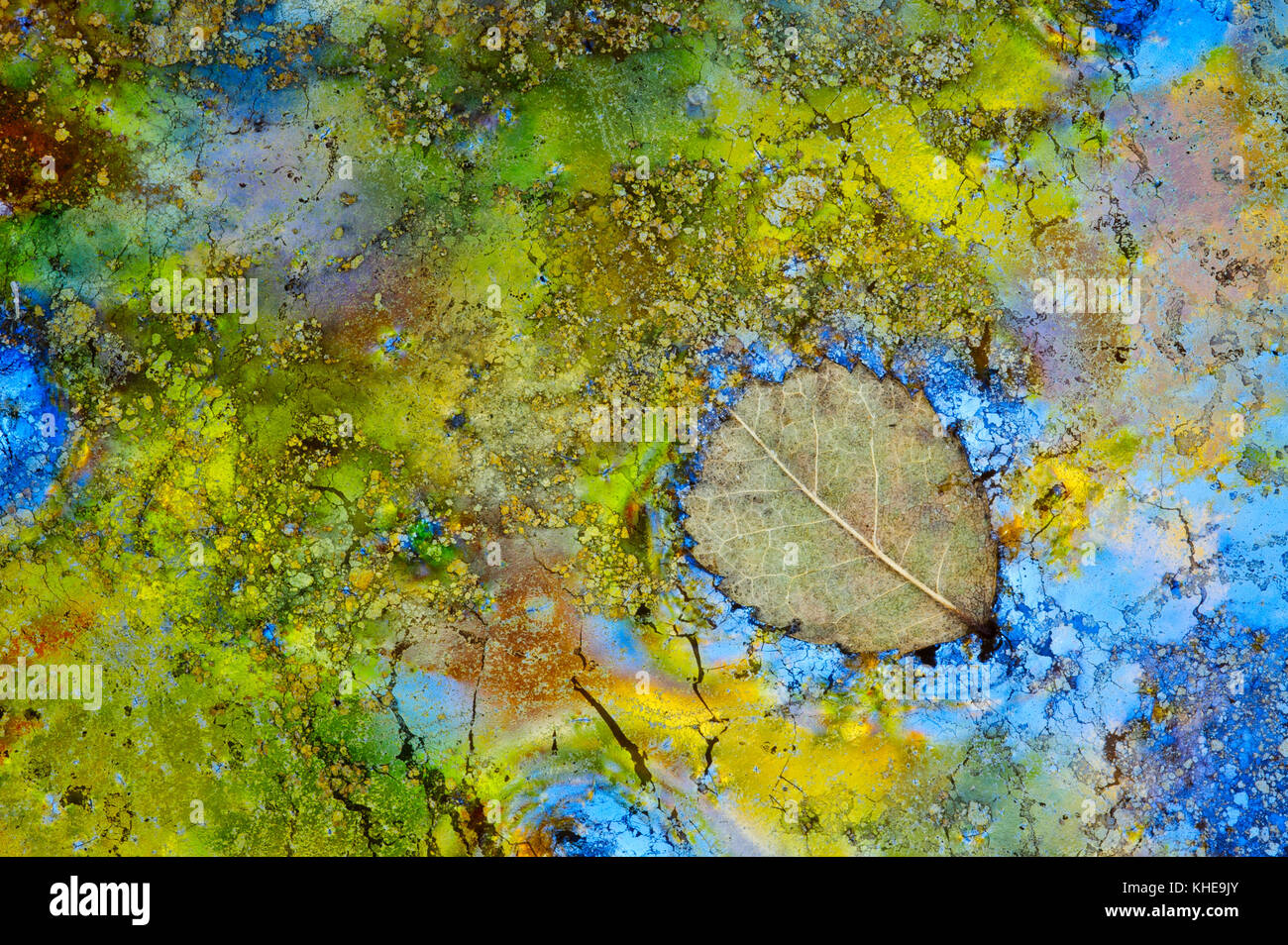 A colorful, vibrant, naturally occurring iron bacteria (Leptothrix discophora) film surrounds a fallen leaf in this local vernal pond Stock Photo