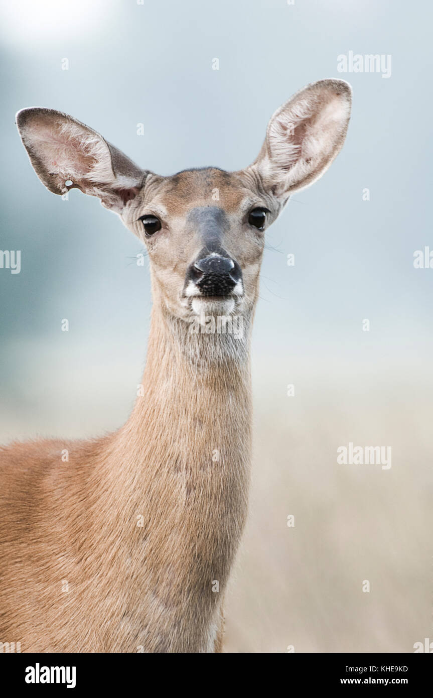 A female white-tailed deer looks up curiously from within a meadow in Michigan, United Stated, Eastern North America Stock Photo