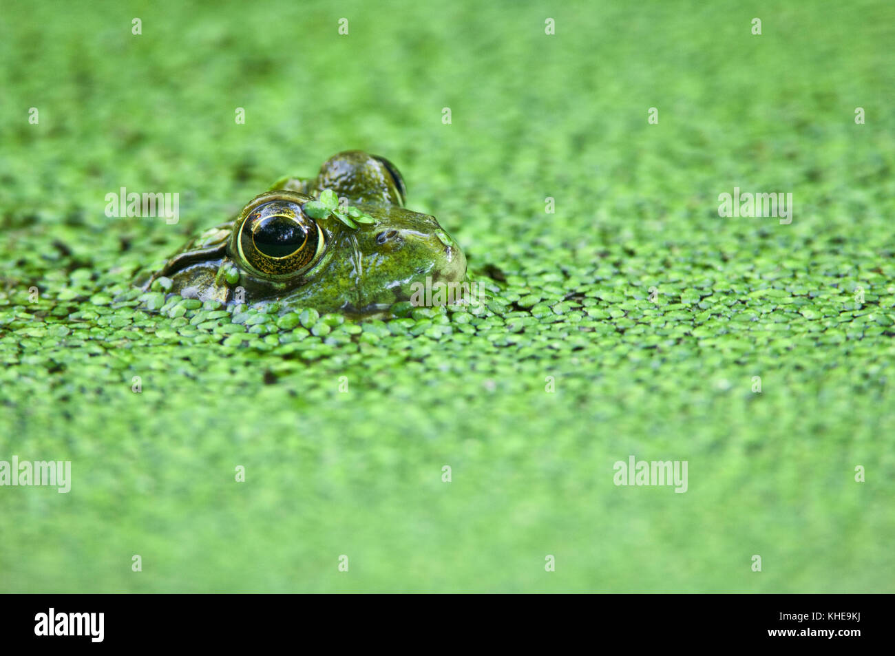 Green frog submerged in duckweed filled pond in Michigan, United States, Eastern North America Stock Photo