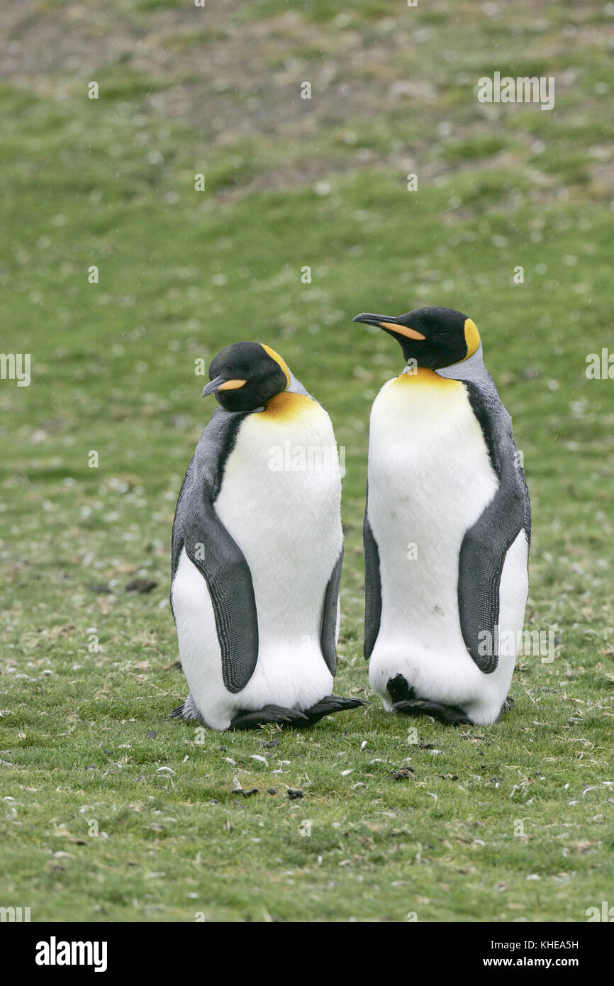 Brooding babies hi-res stock photography and images - Alamy