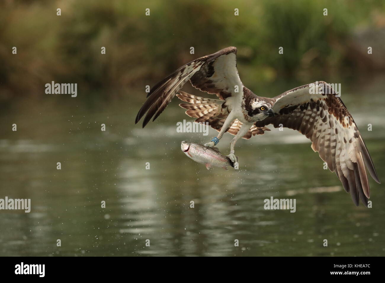 Osprey, Pandion haliaetus rising from the water after catching a large trout. Taken at Horn Mill