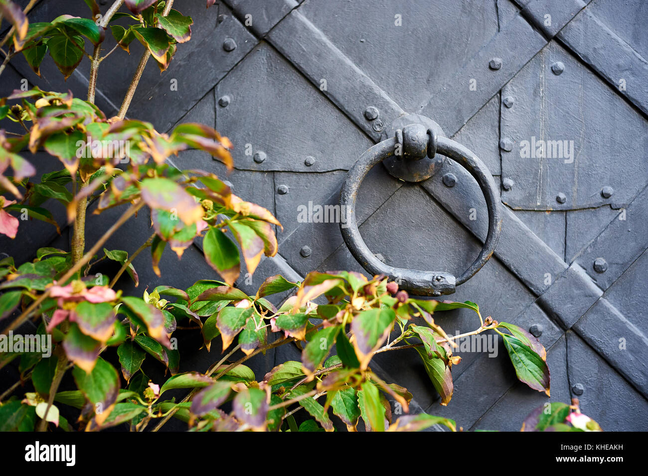 Detail of an old iron door, with a snake-shaped knocker eating its tail Stock Photo