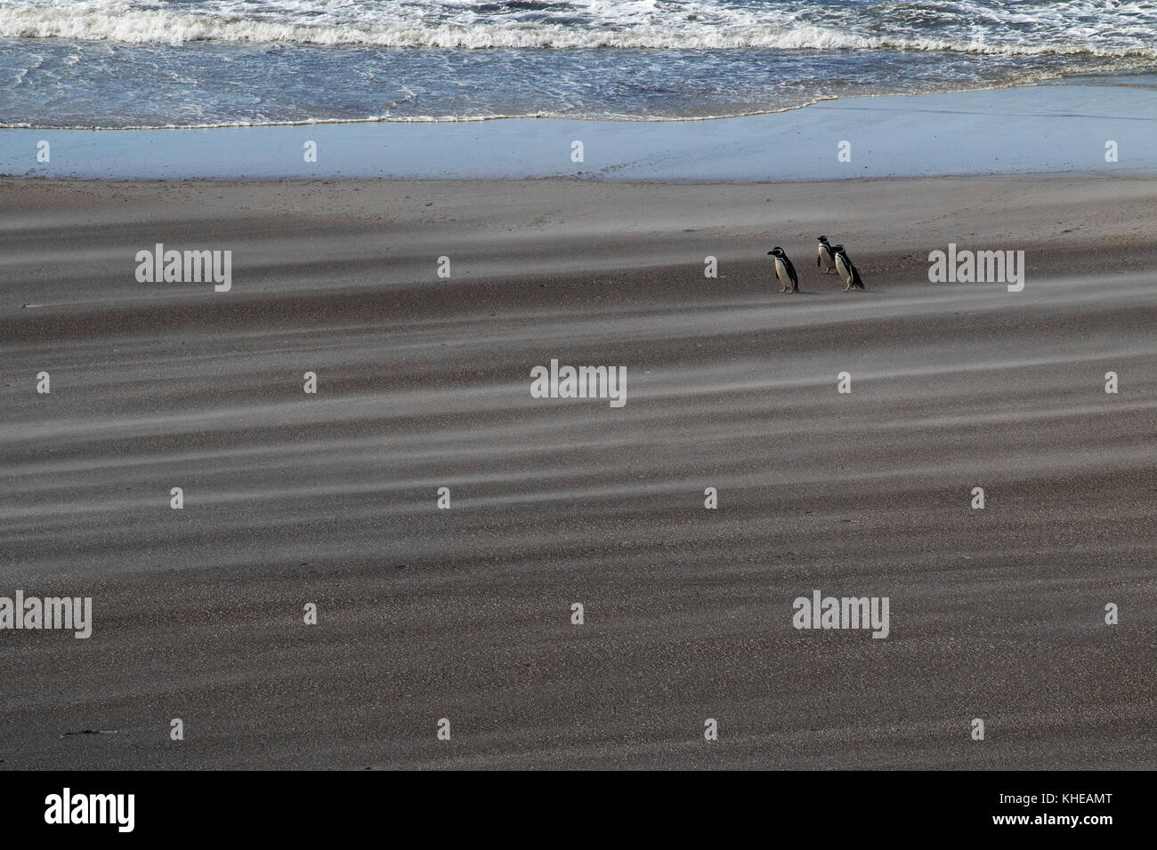 Magellanic penguin Spheniscus magellanicus adults on wind blown beach Saunders Island Falkland Islands British Overseas Territory November 2016 Stock Photo