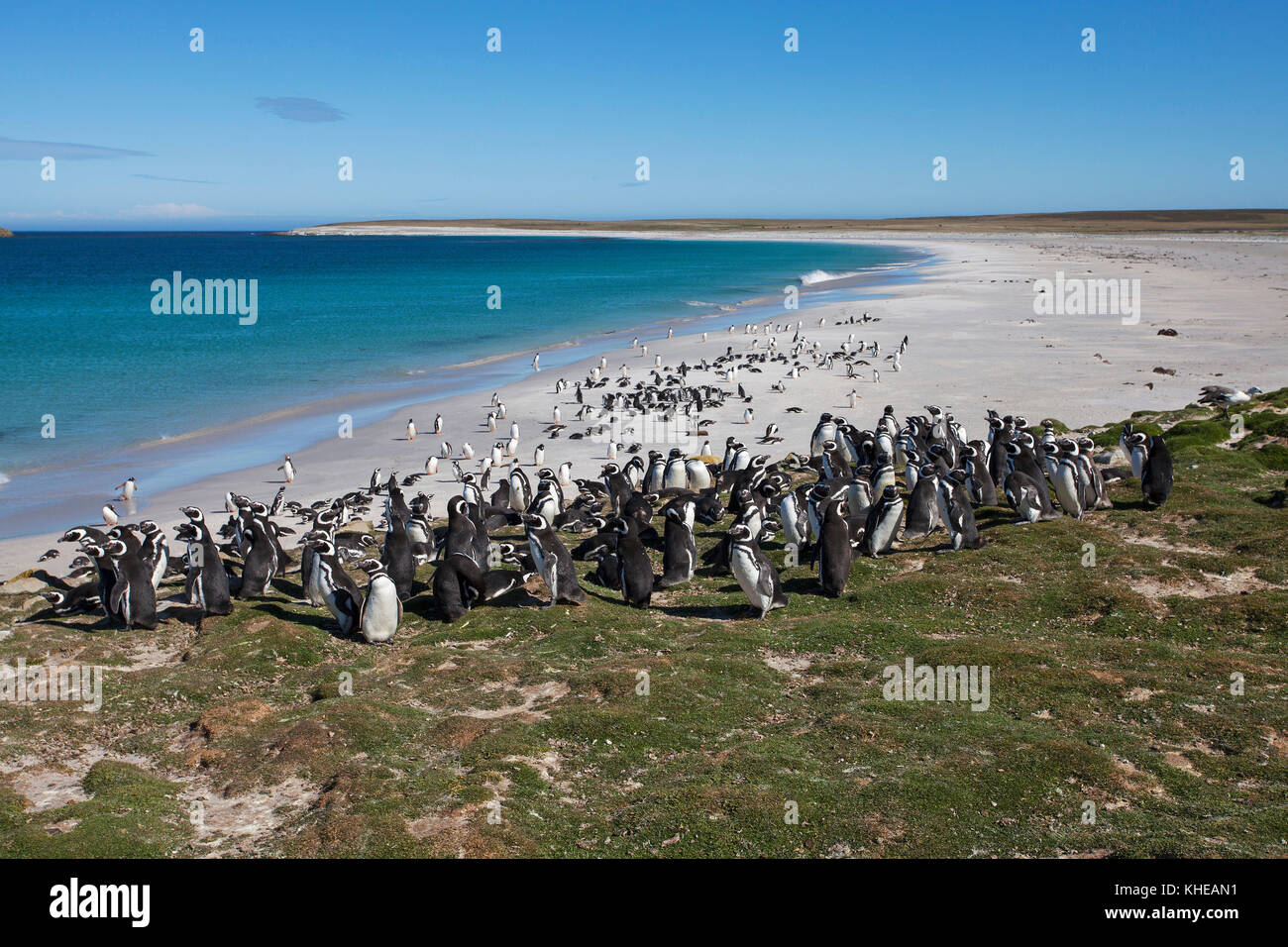 Magellanic penguin Spheniscus magellanicus adults along shoreline of a bay Bleaker Island Falkland Islands British Overseas Territory December 2016 Stock Photo