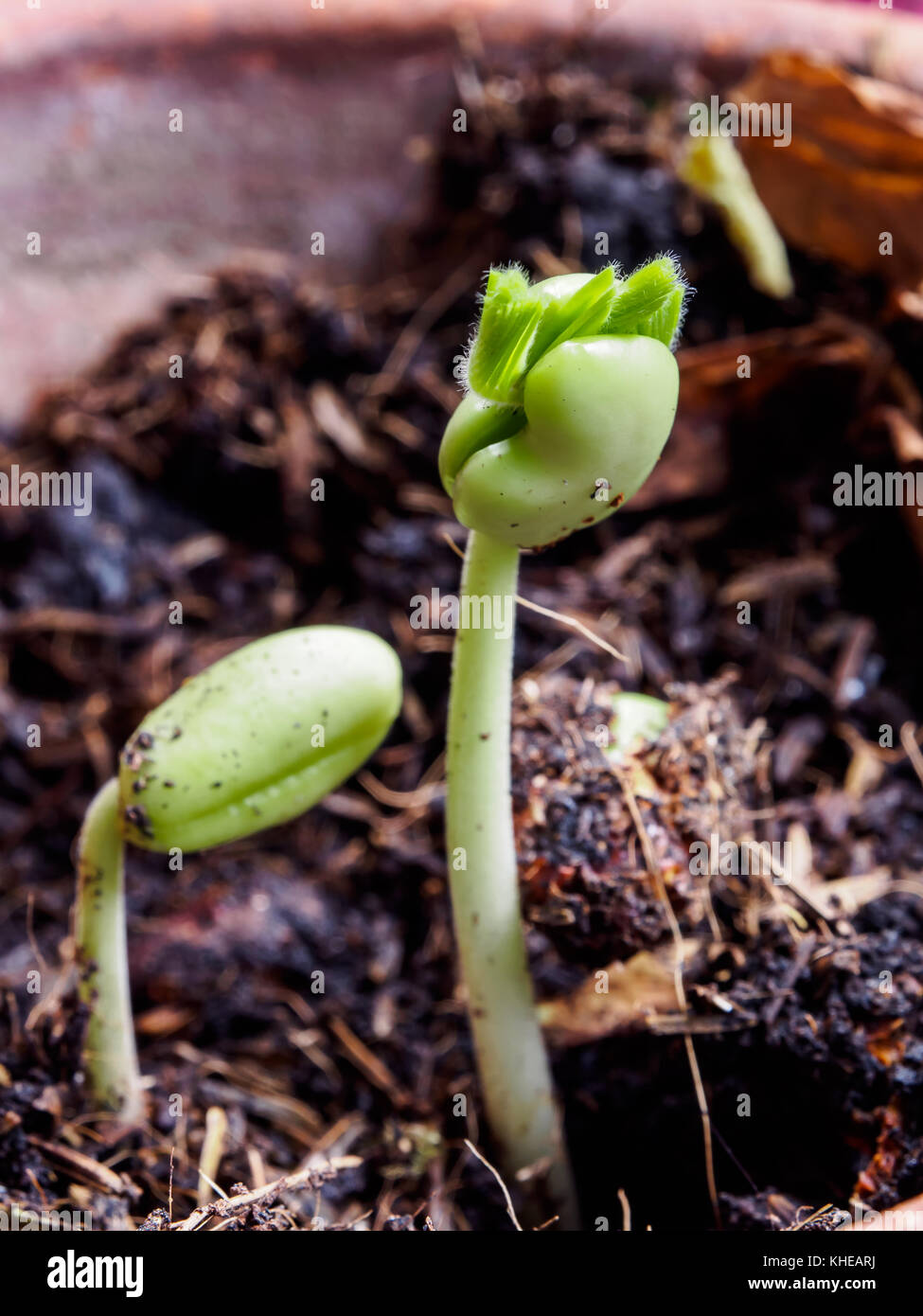 seeding plant seed growing Stock Photo - Alamy