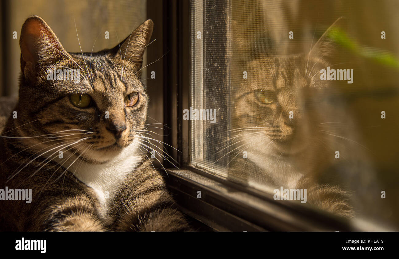 Cat Reflection In Window Stock Photo Alamy