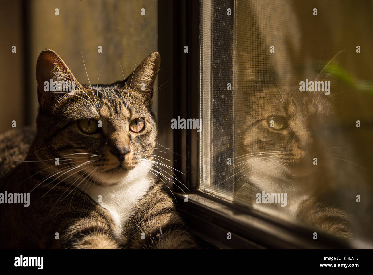 Cat Reflection In Window Stock Photo